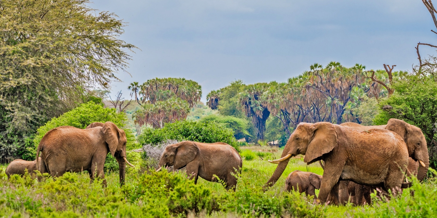 samburu reserve